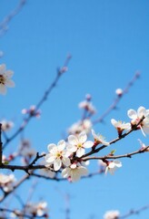 White blossoms on branch with a clear blue sky