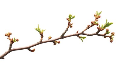 Close-up of a tree branch with small leaves and buds, isolated on white background.