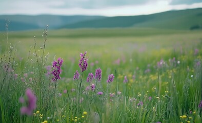 Wall Mural - A beautiful blurred spring background with green grass and wildflowers