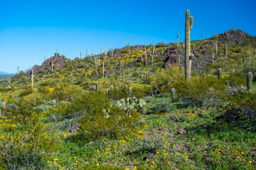 Wall Mural - An overlooking view of Picacho Peak SP, Arizona