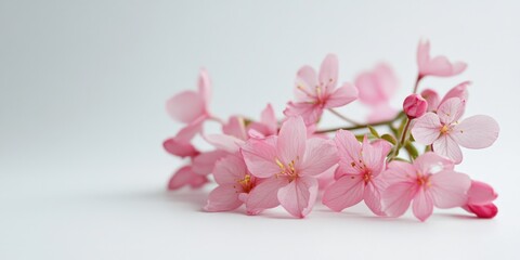 Wall Mural - Pink Flowers White Surface