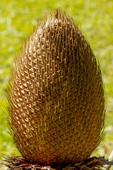 Sticker - Selective focus of green leaves and male cone, Cycas revoluta is a species of gymnosperm in the family Cycadaceae, Cycas is a genus of plants belonging to a very ancient lineage the Cycadophyta.