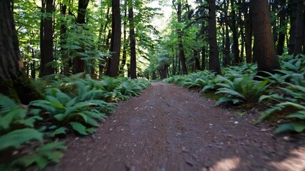 Poster - Exploring a tranquil forest pathway surrounded by lush greenery and towering trees