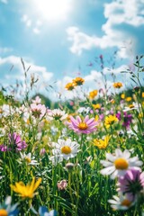 Canvas Print - Field of wildflowers under blue sky