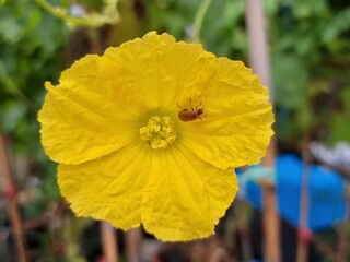 Wall Mural - A striped cucumber beetle is walking on a fully bloomed yellow flower, searching for food.