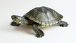 © Mufida's Gallery - turtle. turtle on white background. animal