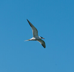 seagull flying over lake michigan with a blue sky background