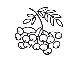 Wall Mural - Branch of rowan tree doodle hand drawn icon. Drawing Branch of rowan tree clipart element.