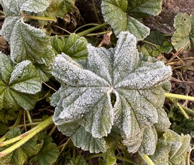 frost covered leaves