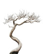 © Haffez stock - bonsai tree with twisted branches, Clipart Style, isolated on transparent background