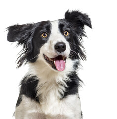 Wall Mural - happy border collie sitting looking away, panting, isolated on white