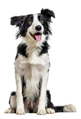 Wall Mural - happy border collie sitting looking away, panting, isolated on white