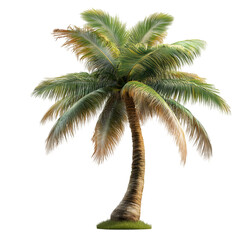 tropical palm tree cut out