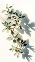 Wall Mural - Elegant Greenery: Delicate Plant with Soft Shadows on a White Background. A Stunning Botanical Still Life.  A Perfect Image for Nature Lovers.