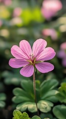 Poster - Beautiful pink and white flower surrounded by lush green leaves in a tropical setting