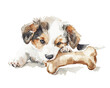 © kitidach - Cute puppy chewing on a bone, playful and energetic movements.