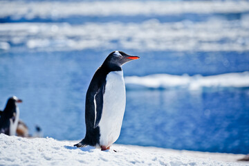 standing penguin