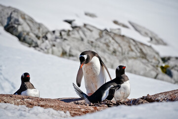 pair of penguins sitting on nest