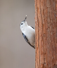 Wall Mural - nut hatch on redwood trunk