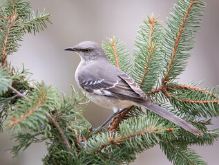 Wall Mural - mockingbird on pine branch