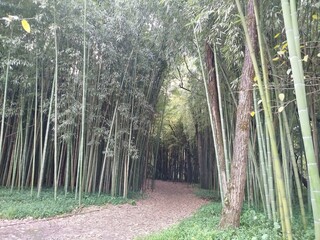 bamboo forest in the morning