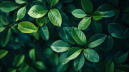 Poster - Close up of green leaves on a tree. The leaves are large and full, and the image has a serene and peaceful mood