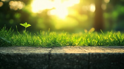 Poster - Small green plant is growing in a grassy field. The sun is shining brightly, casting a warm glow on the scene. Concept of growth and vitality, as the plant thrives in the sunlight