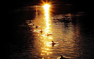 Poster - Sunset silhouettes of birds swimming on calm water.