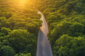 Wall Mural - Aerial view of a road with dense tree cover