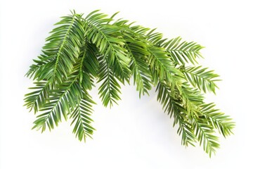 Poster - A single fir tree branch on a clean white surface, ideal for use in design and photography projects