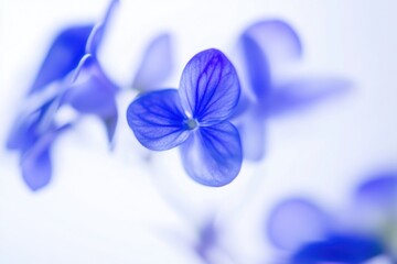 Poster - A close-up of a single purple flower sitting on its stem, ready for growth