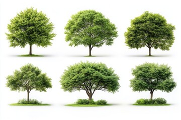 Poster - Image of four different tree species on the same landscape