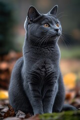 Poster - A gray cat sitting on top of a pile of leaves