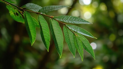 Sticker - A detailed view of a single leaf on a tree branch, highlighting its texture and veins