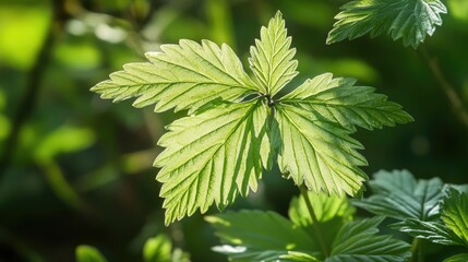Poster - Close-up of a leaf on a plant with natural texture and veins visible