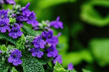 Poster - A detailed view of a cluster of vibrant purple flowers, perfect for adding a pop of color to designs and projects