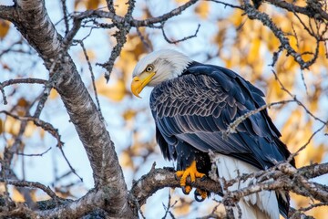 Poster - A bald eagle resting on a tree branch, nature scene