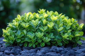 Sticker - A bush of green leaves sits atop a pile of dark grey/black rocks, nature scene