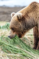 Poster - A large brown bear stands tall on a grassy field, offering a majestic view