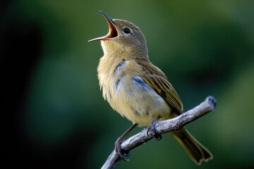 Poster - A small bird perches on the edge of a tree branch, looking out at its surroundings