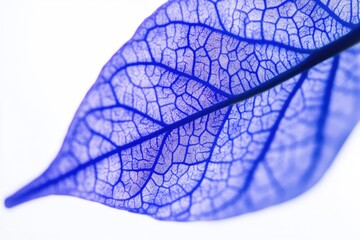 Poster - A close-up shot of a single leaf against a white background, great for any graphic design project where a pop of green is needed