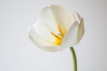 Poster - A beautiful white flower sitting in a decorative vase