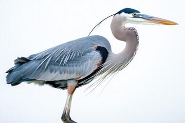 Poster - A large bird sitting on top of a wooden post in a natural setting