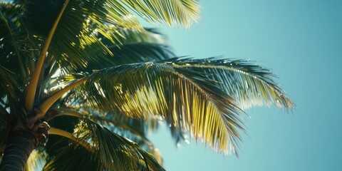 Poster - A palm tree standing tall against a bright blue sky, perfect for tropical and sunny weather scenes