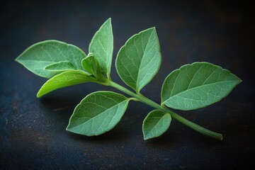 Poster - A small plant with green leaves grows on a dark, possibly wooden or stone, surface