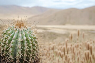 Poster - Close-up of a cactus plant growing in a field