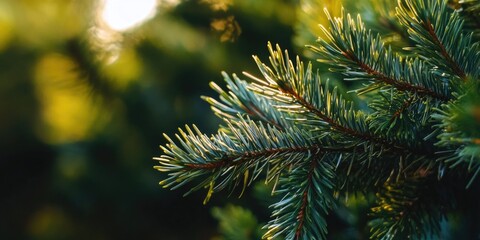 Sticker - A close-up shot of a pine tree branch with detailed needles and texture