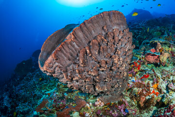 Wall Mural - Giant sponges on a deep, healthy tropical coral reef