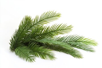 Poster - A close-up view of a plant growing on a white surface, ideal for use in botanical or scientific contexts