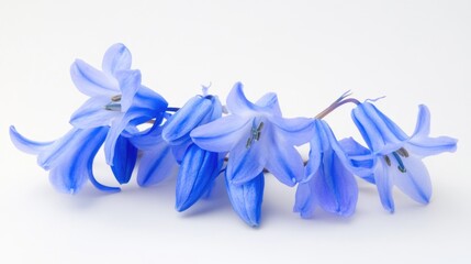 Poster - A bouquet of blue flowers arranged on a clean white surface